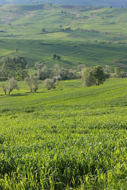 Rural landscape with wheat field