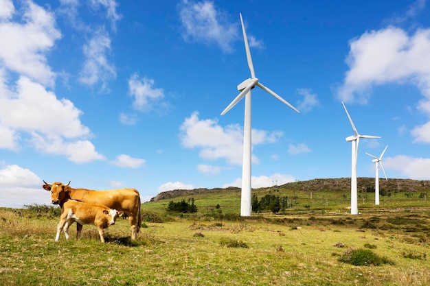 Rural landscape with wind turbines