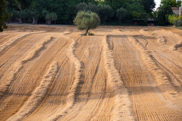 Rural landscape with yellow farm fields and trees