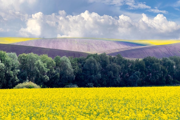 Photo rural landscape with yellow rapeseed field and picturesque sky, farmland