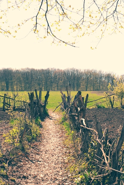 Rural landscape