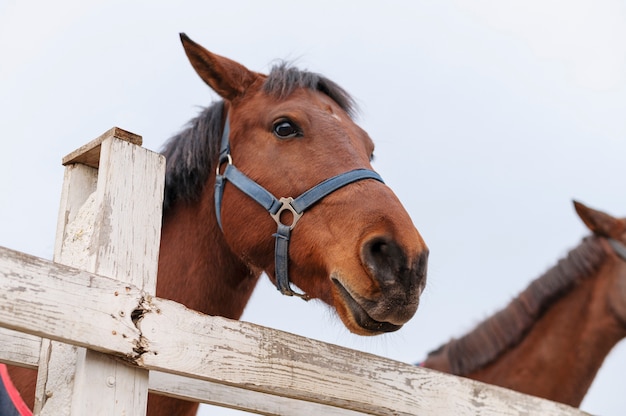 Rural life lifestyle growing horses