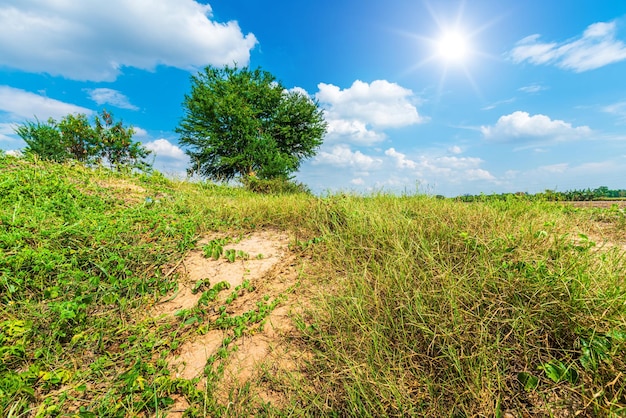 Rural meadow with the ground and Tree green leaves on with fluffy clouds blue sky daylight background