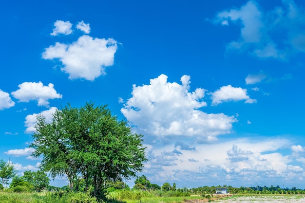 地面と木の緑の葉がふわふわの雲と青い空の日光の背景と田舎の牧草地