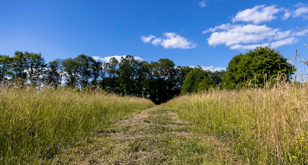 A rural mowed road against a blue sky background runs through tall grass illustrating the idea of travel and tourism