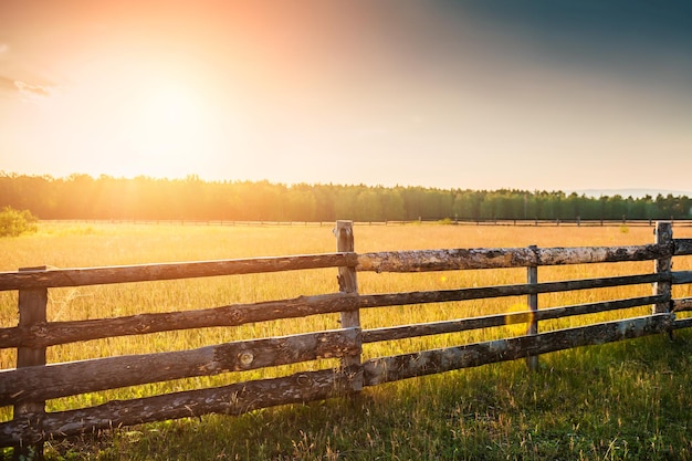 Photo rural nature at sunset. beautiful summer landscape with field and forest