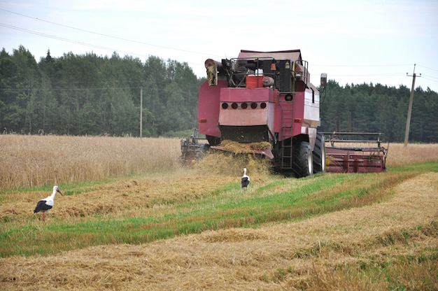 Foto la vecchia mietitrice rurale raccoglie il grano maturo nel campo.