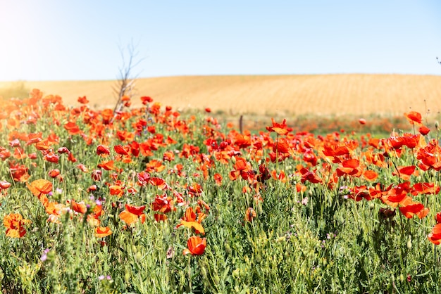 Rural poppy fields in Spain -selective focus