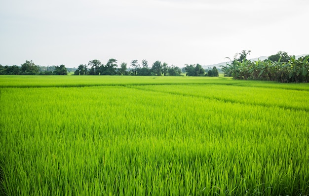 Сельское рисовое поле зеленой травы