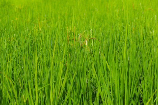 田んぼ、緑の稲の背景