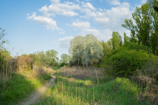 Rural road in a beautiful mysterious forest in the morning