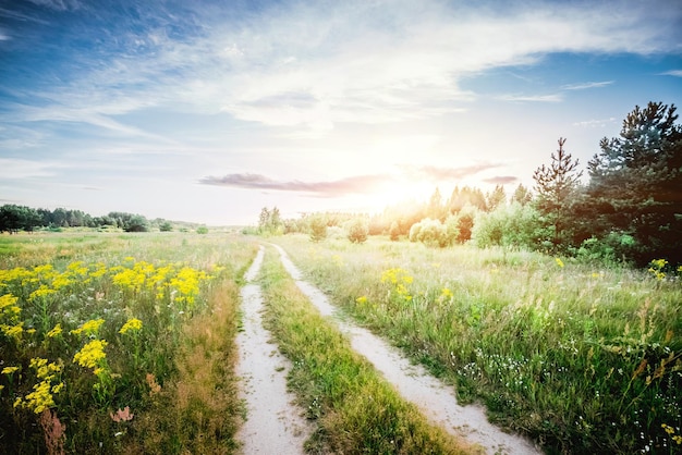 Rural road in field