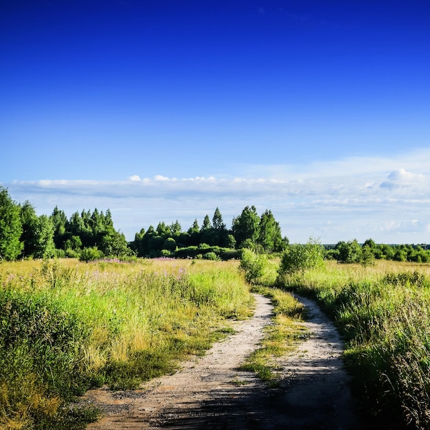 Rural road in field