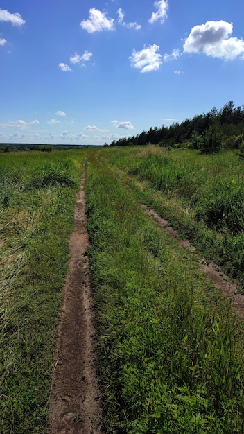 Сельская дорога в зеленом поле