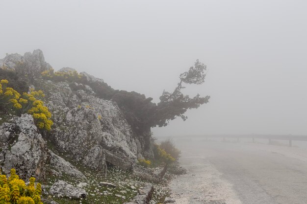 Foto strada rurale sull'isola di cefalonia, in grecia, in una giornata nebbiosa