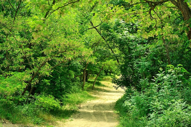 Rural road in the lush Crimea forest