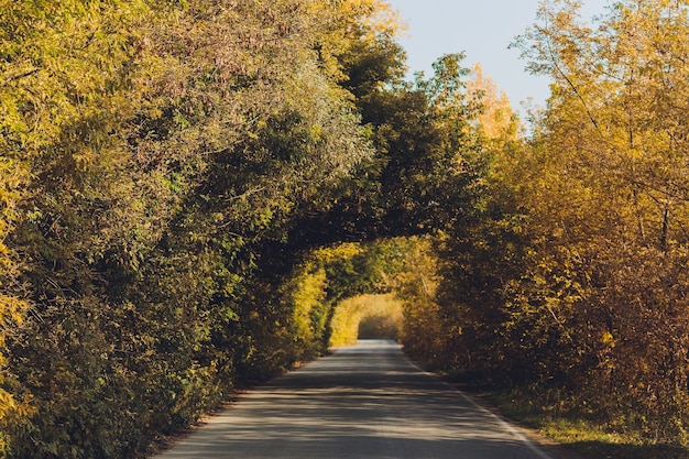 秋のミシガン州の田舎道。