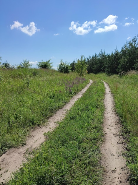 Rural road near pine forest