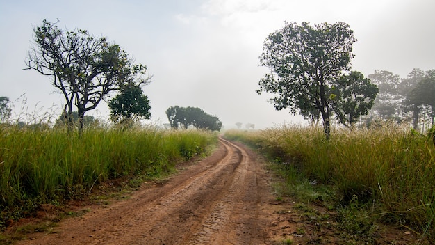 Rural road through green fields and tree in Thailand