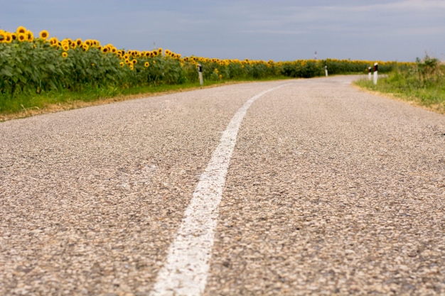 Rural road with beautiful sunflowers beside