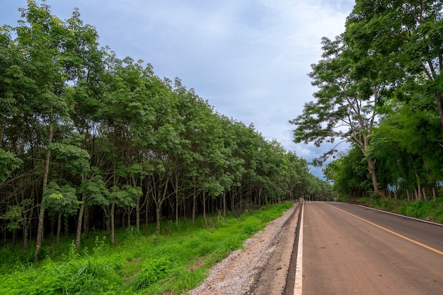 緑豊かな木々、ゴムの木が生い茂る田舎道道路の両側、さわやかな気分。