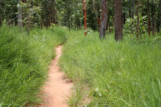 木々のある田舎道。