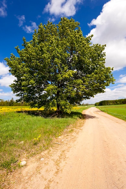 The rural road