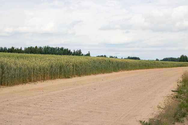 Photo rural sandy road among field with grain