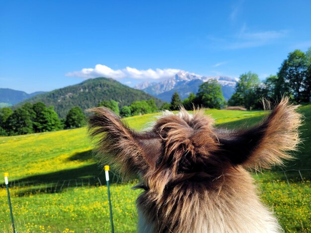 Rural scene in berchtesgaden