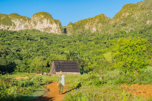 Foto scena rurale della vita agricola tradizionale a vinales, una delle principali regioni di produzione di tabacco di cuba