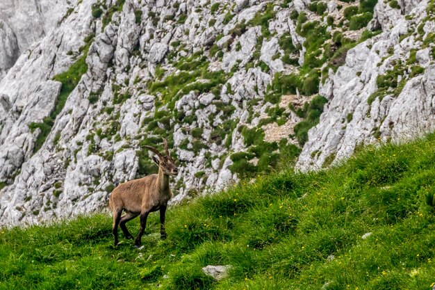 Rural scene with wild goat on grass