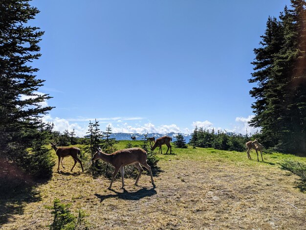 Rural scene