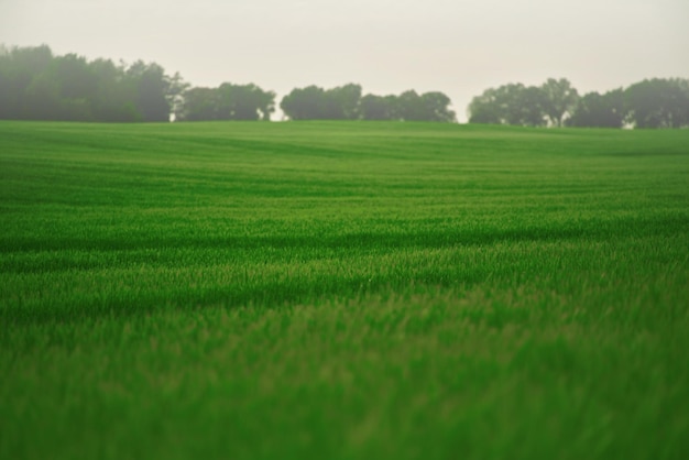 Photo rural setting reflects the connection between nature and agriculture green field stretches into the distance forming the backdrop of the photo vibrant green field in spring