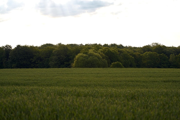 시골 환경은 자연과 농업 사이의 연결을 반영합니다. 녹색 들판은 사진의 배경을 형성하며 봄의 생생한 녹색 들판을 형성합니다.