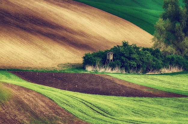 Rural spring landscape