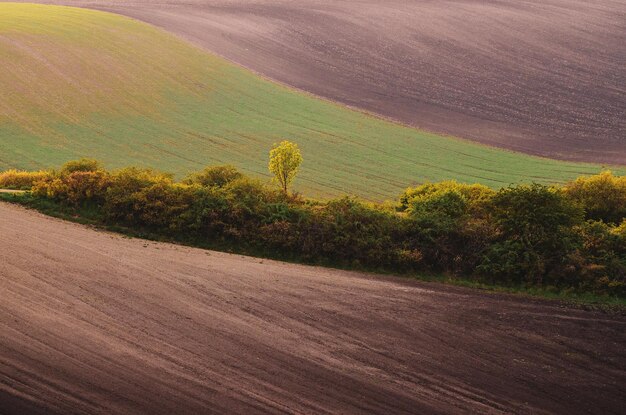 Rural spring landscape