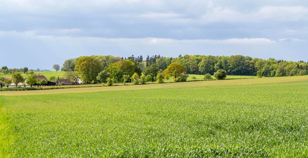 rural springtime scenery