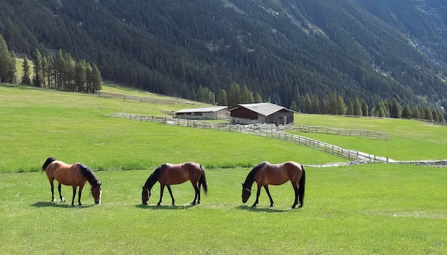 Rural stage with horses in the fields of Canillo in Andorra