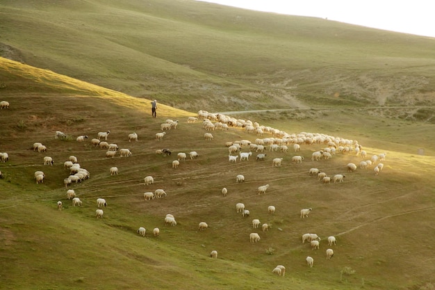 Rural Summer Landscape with Sheeps in Amasya