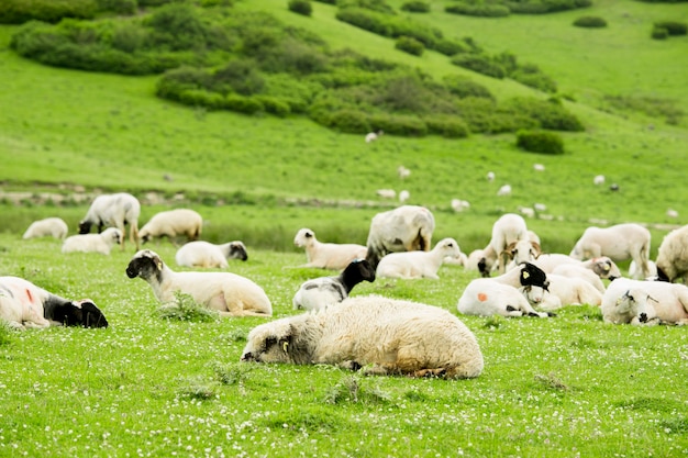 Сельский летний пейзаж с овцами в Высокогорье Персембе-Орду - Турция