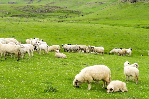 Rural Summer Landscape with Sheeps in Persembe Highlands -Ordu - Turkey