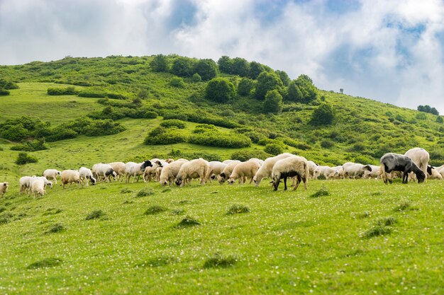 Rural Summer Landscape with Sheeps in Persembe Highlands -Ordu - Turkey