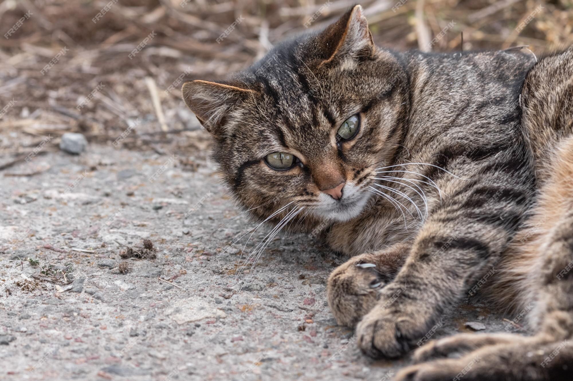 61 Fluffy Cat Icon Stock Photos, High-Res Pictures, and Images