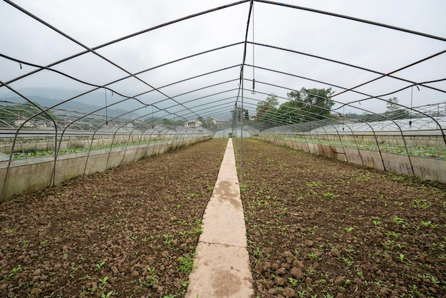 Rural vegetable planting base in China