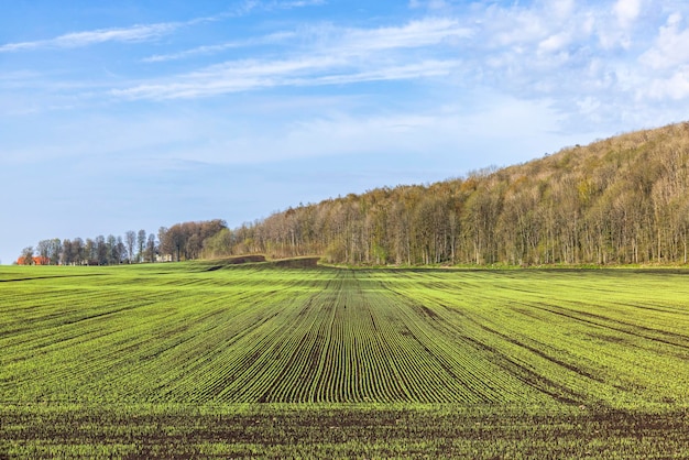Photo rural view at a green field in spring