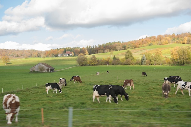 Rural view and mountain in Switzerland