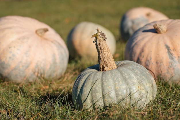 Rural view, pumpkins from the garden on green grass under sun rays