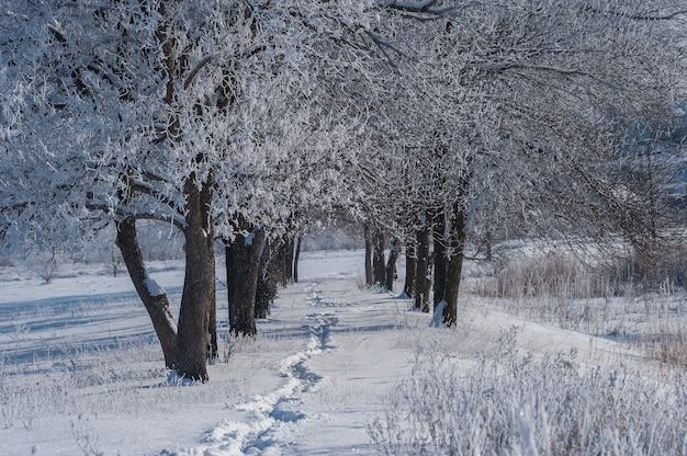 Paesaggio invernale rurale con sentiero nella neve