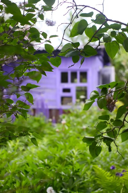 Rural wooden house building and green plants in summer season