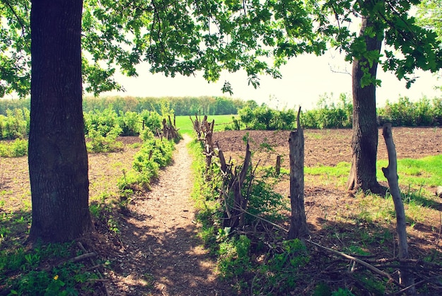 rurale landschap